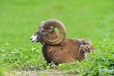 横尾太郎首度松口谈及《尼尔》续作：最想尝试的项目